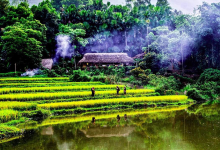 cây đa Xuân An景点图片