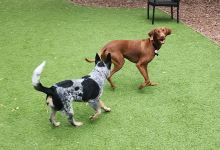 Laguna Woods Dog Park景点图片