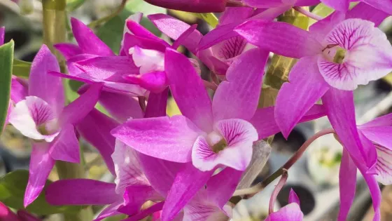 中國蘭科植物園