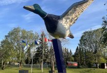 World's Largest Mallard Duck景点图片