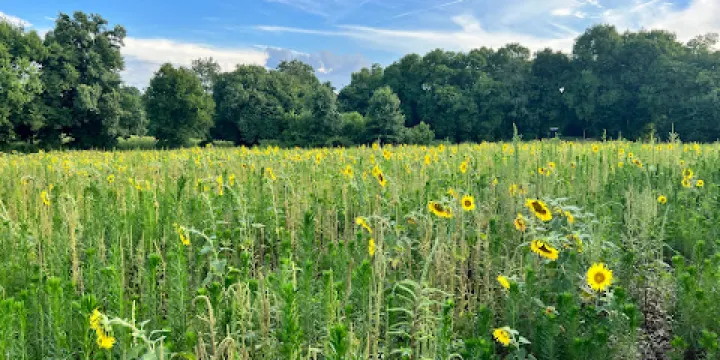 Forks of the River Wildlife Management Area