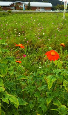 野川まなび馆-长井市
