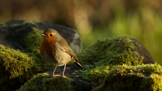 Loch Lomond National Nature Reserve