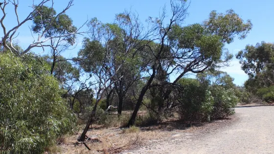 Aldinga Scrub Conservation Park
