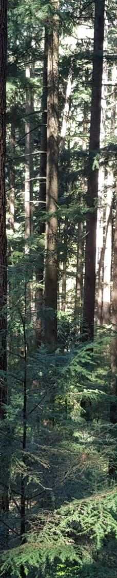 林恩峡谷公园-北温哥华