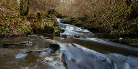 Black Spout Wood