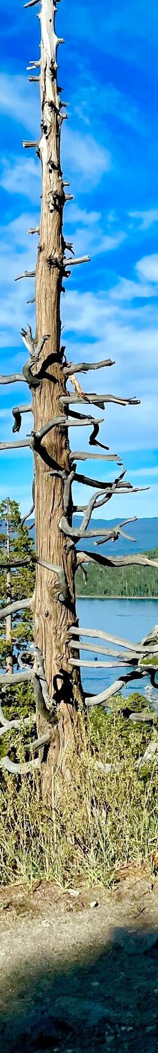 Mt. Tallac Trail-埃尔多拉多县