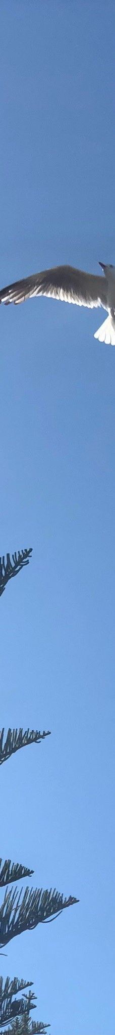 拉布拉多塘鹅湾-Labrador