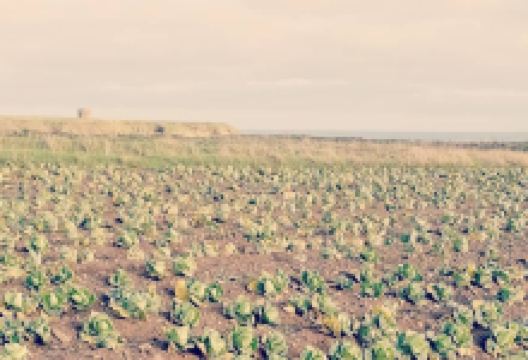 Loughshinny Beach景点图片