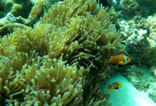 Kuramathi Reef景点图片