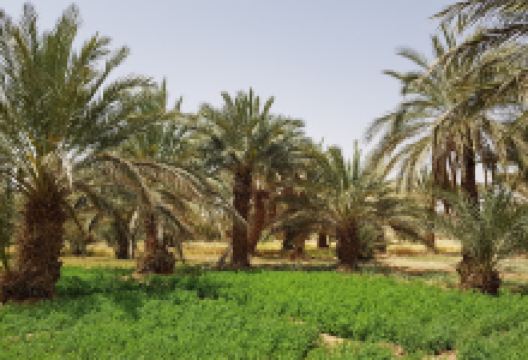 Moroccan Desert Trips景点图片