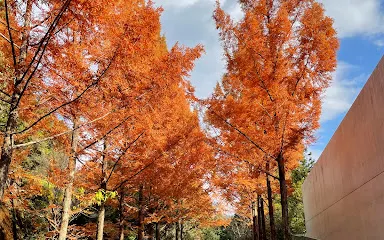 Yokogurayama Shizen no Mori Museum