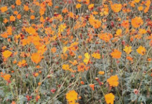 CÁNH ĐỒNG HOA CÚC CẨM VỊNH景点图片