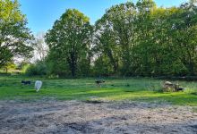 Hondenweide Meetshoven景点图片