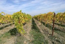 Azienda Agricola La Battagliola景点图片