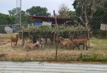 Bataan Farmer's Training Center景点图片