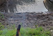 Leśne pole namiotowe biwakowe nr 2 Perła Kaszub, Gołuń景点图片
