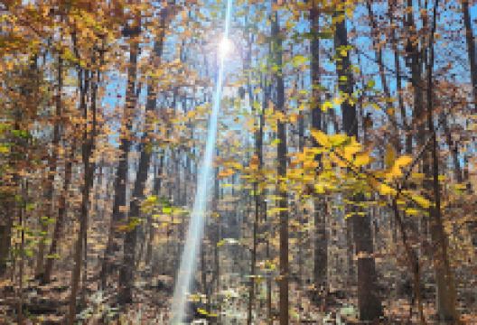 Bellaire Woods Nature Preserve景点图片