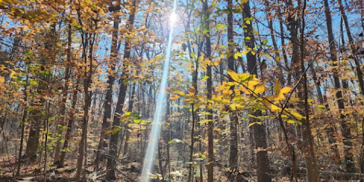 Bellaire Woods Nature Preserve