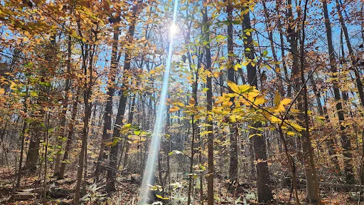Bellaire Woods Nature Preserve
