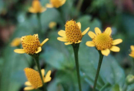 Finca Los Naranjos景点图片