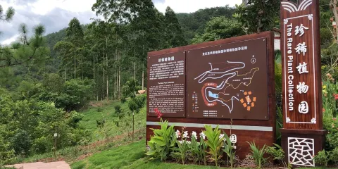 景東亞熱帶植物園-珍稀植物園
