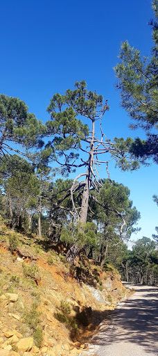 Paraje Natural Los Reales de Sierra Bermeja-Serrania de Ronda
