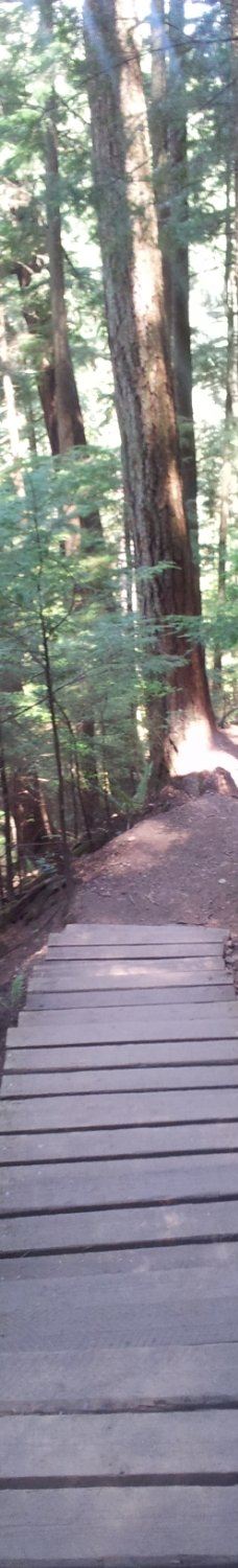 林恩峡谷公园-北温哥华