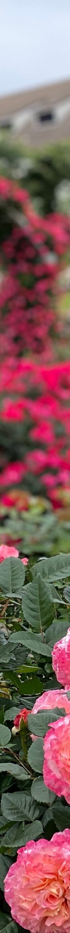 日本最大 鹿屋玫瑰园-鹿屋市