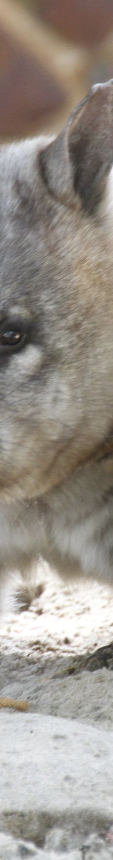 Bunbury Wildlife Park-South Bunbury