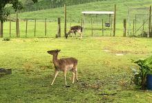 Deer story museum美食图片