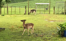 Deer story museum