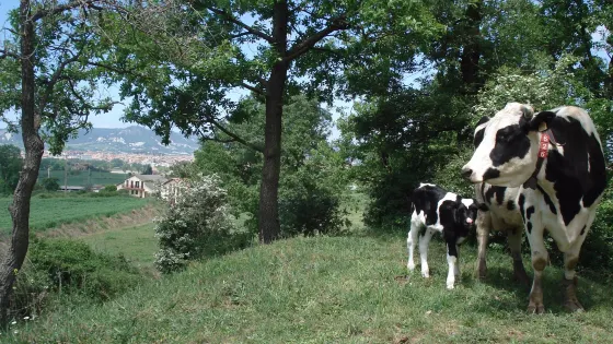 Granja Cal Rei