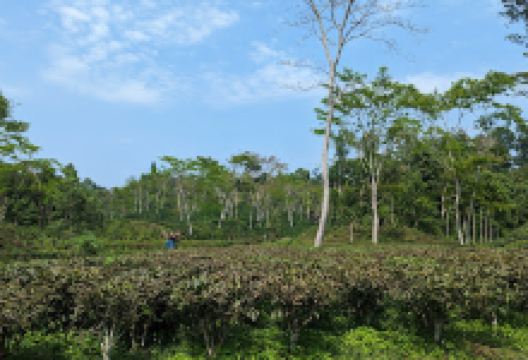 Muraichara Eco Park景点图片