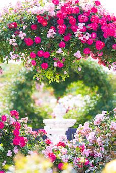 日本最大 鹿屋玫瑰园-鹿屋市