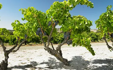 Yangarra Estate Vineyard