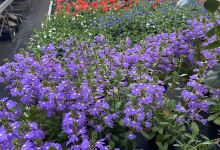 Floricoltura Pagano购物图片