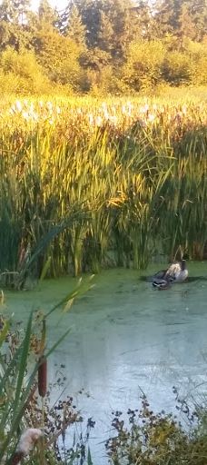 Talking Water Gardens-奥尔巴尼