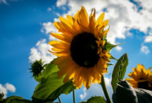 Putney Community Garden景点图片