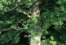 The Lovers Oak景点图片