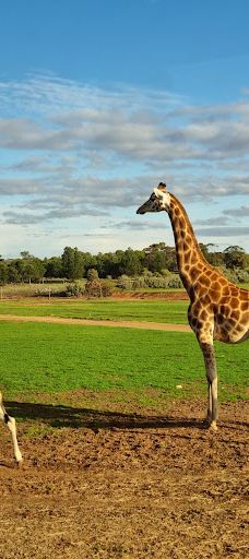 Giraffe Lookout-默里布里奇