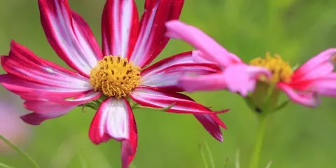 我孫子市水生植物園