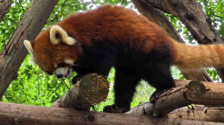 7-day 6-night · Group Tours · Chengdu + Chongqing + Leshan + Mount Emei + Chengdu Research Base of Giant Panda Breeding