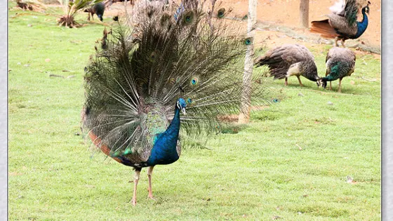 野生動物觀賞園