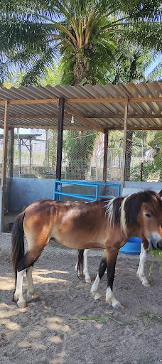 迪沙鲁迷你动物园-Pengerang