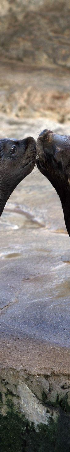 瓦伦西亚海洋公园-瓦伦西亚