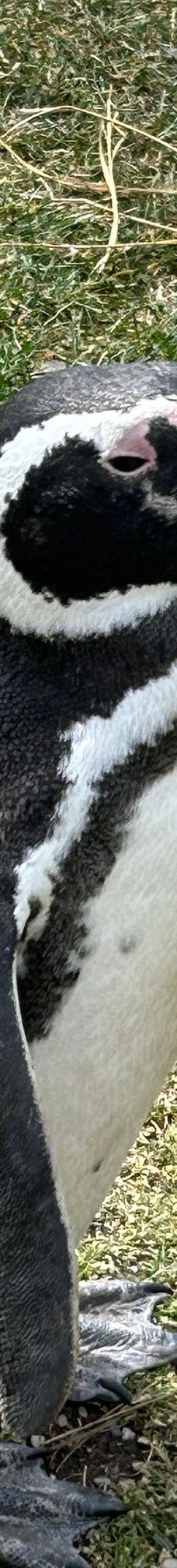 Isla Martillo-乌斯怀亚