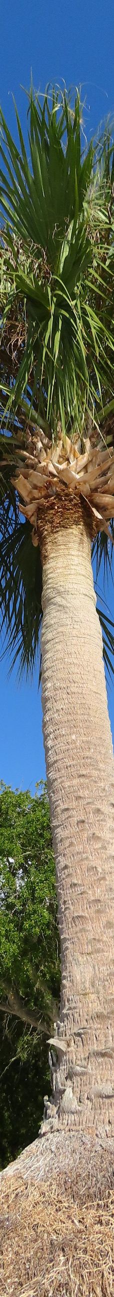 Anclote River Park-霍勒德