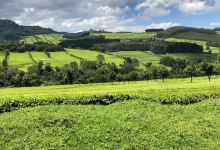 Kericho Tea Plantations景点图片