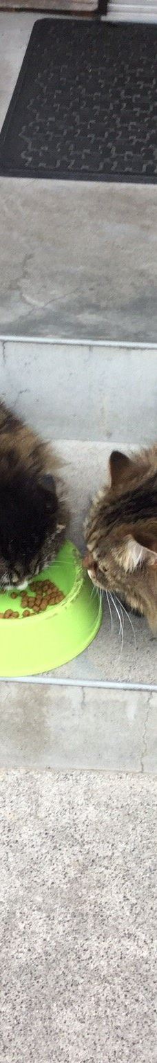 Gotanjoji Temple-越前市